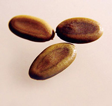 ファカルタ種子