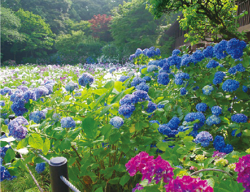 新松戸中央公園